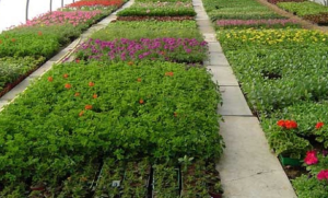 National Horticulture Fair 2024