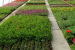 National Horticulture Fair 2024