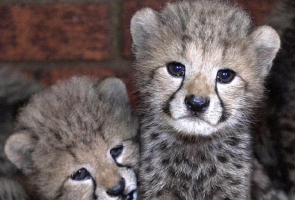 Cheetah Population in Kuno National Park Grows