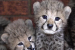 Cheetah Population in Kuno National Park Grows