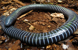 Egg-Laying Amphibians Found to Feed “Milk” to Hatchlings