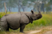 Pobitora Wildlife Sanctuary