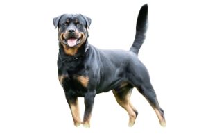Ban on Certain Dog Breeds in India