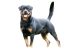 Ban on Certain Dog Breeds in India