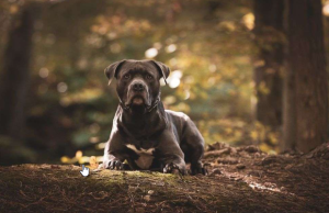 Central Panel Recommends Ban on ‘Ferocious’ Dog Breeds