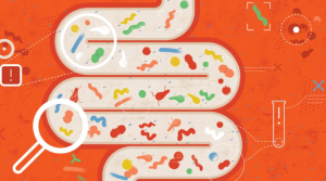 Human Gut Bacteria Aid in Plant Cellulose Digestion