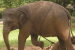 Inter-State Transportation of Captive Elephants