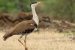 Threats to the Great Indian Bustard and Conservation Efforts