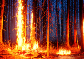 Kerala: Fire destroys 100 hectares in Wayanad Sanctuary