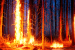 Kerala: Fire destroys 100 hectares in Wayanad Sanctuary