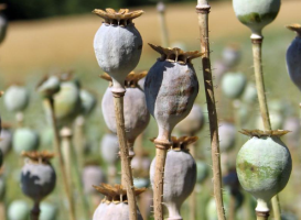 Manipur Reports 60% Decline in Opium Poppy Cultivation