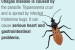 World Chagas Disease Day Observed by WHO on April 14
