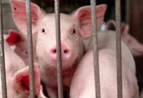 African Swine Fever Outbreak in Kohima