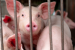African Swine Fever Outbreak in Kohima