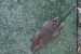 Rodenticide Poisoning in India