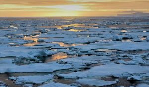 Ozone Depletion and Its Impact on Antarctic Biota