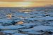 Ozone Depletion and Its Impact on Antarctic Biota