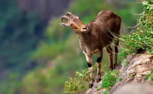 तमिलनाडु ने नीलगिरि तहर सर्वेक्षण आयोजित किया