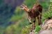 Tamil Nadu Conducts Nilgiri Tahr Survey with IUCN Observer