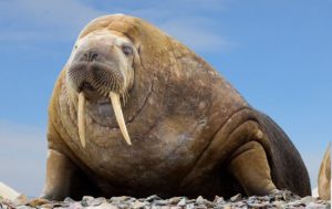 First Walrus Death From Bird Flu in Arctic