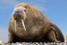 First Walrus Death From Bird Flu in Arctic