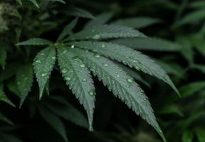 United States: Proposed Reclassification of Marijuana by the DEA