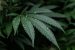 United States: Proposed Reclassification of Marijuana by the DEA