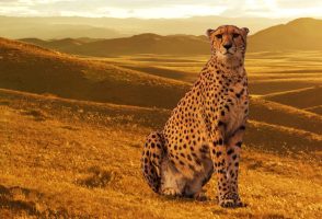 India, Kenya to Discuss Cheetah Sourcing for Wildlife Sanctuary
