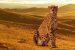 India, Kenya to Discuss Cheetah Sourcing for Wildlife Sanctuary