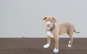 Centre Invites Stakeholders’ Views on Proposed Dog Breed Ban