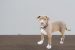 Centre Invites Stakeholders’ Views on Proposed Dog Breed Ban