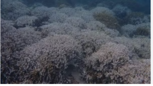 Marine Heatwaves Trigger Widespread Coral Bleaching in Lakshadweep Sea