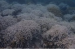 Marine Heatwaves Trigger Widespread Coral Bleaching in Lakshadweep Sea
