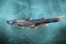 Glyptothorax punyabratai: New Catfish Species Discovered in Arunachal Pradesh