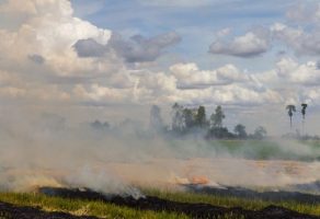 Proposed Policy to Exclude Stubble Burners from MSP Benefits