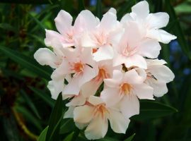 Kerala Temples Ban Oleander After Woman’s Death