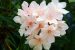 Kerala Temples Ban Oleander After Woman’s Death