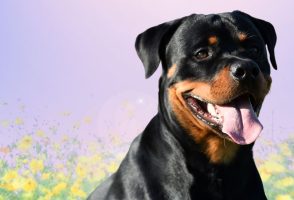 Tamil Nadu Bans 23 ‘Ferocious’ Dog Breeds After Attack