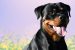 Tamil Nadu Bans 23 ‘Ferocious’ Dog Breeds After Attack