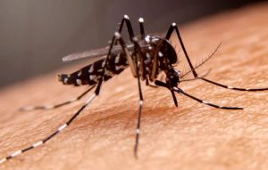 Indian Ocean Temps Linked to Global Dengue Intensity