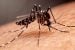 Indian Ocean Temps Linked to Global Dengue Intensity