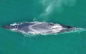 Sei Whales Return to Argentina After Century