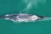 Sei Whales Return to Argentina After Century
