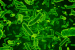 Scientists Discover 1.5 Billion-Year-Old “Giant” Viruses In Yellowstone