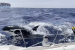 Orcas Sinking Boats: Scientists Investigate Unusual Behavior