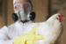 1st Human Case Of ‘Bird Flu’ Reported In Australia
