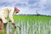 India’s $48 Billion Input Subsidy for Power and Agriculture Raises Concerns