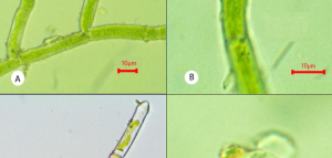 New Algal Species Discovered in Kerala’s Western Ghats by Phycologists