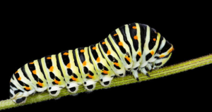 Caterpillars Sense Electric Fields to Detect Predators
