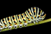 Caterpillars Sense Electric Fields to Detect Predators
